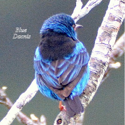 Blue Dacnis